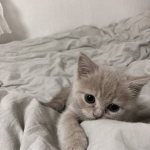 *-Cats-*