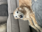 Sadie Fan Group