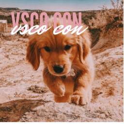 vsco con!