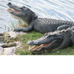 #Alligator Army