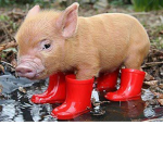 The silly pigs
