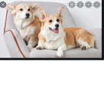 I like corgis they are very cute