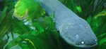 Eels and Plants.