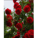 Cutieroses