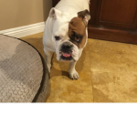 Is this a cat or dog it’s Duke!