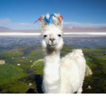 Lily Llama Squad