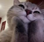 WARRIOR CATS RP SERVER!