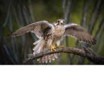 falcon clan!