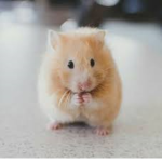 Hamsterz Gang