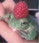 -froggy- clothes-