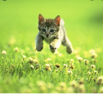 Team kittens006484