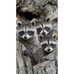 RACCOON GROUP FOREVER