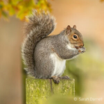 Squirrels Gruop