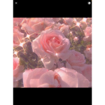 AllyAndEva’sRoseClub