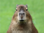 I capibara più cute