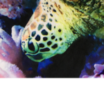 The family’s group family squad