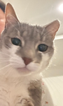 Rosie is the best cat in the hole world