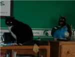 The Biggest Cat Luvers of ALL time
