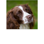 spaniels are amazing