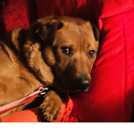 Help my dog get better plz By Donating me robux