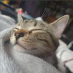 widziowie Pusheen