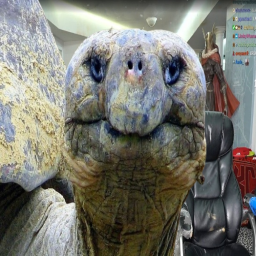 KAI CENAT TURTLE TORTOISE OBBY FOR MUCH FUN!!! 🐢