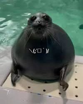 Silly Seal Productions