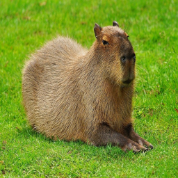 Cart Ride Into Capybara!