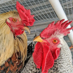 Los dos Pollos