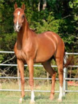horse lovers,riders,or havers lol