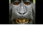Monkey squad! Rise up monkeys