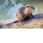 (BeaverBrothers)