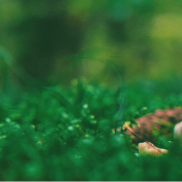 ・🌿・
