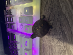 Kill on site