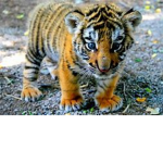 Cute Baby Tiger Fan Club