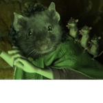 #Emo Rat gang