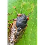 Cicadas