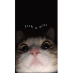 #Cat_squad!