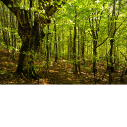 tre forest (very unfinished)