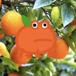 Bloxe shopee