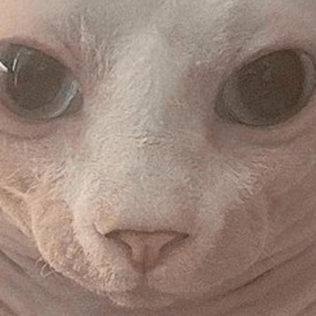 Kedi