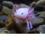 Axolotl Bois