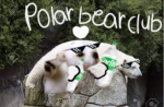 POLAR_BEAR CLUB!!!