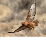 The Flying Hawks [T.F.H.]