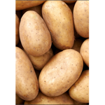 Potato squad fam lit