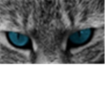 Warrior cats fan club!!!