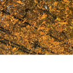 Clothes_Coming_Soon