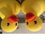 The Duck Residents