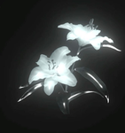 ~aesthetic pearls~