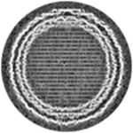 Relucent Vines